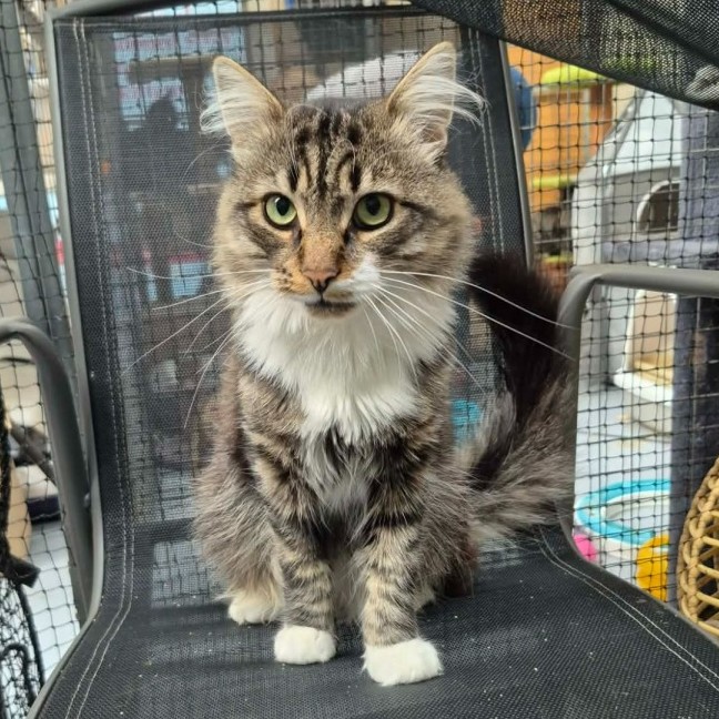 Photo of Fluffy ** 2nd Chance Cat Rescue **
