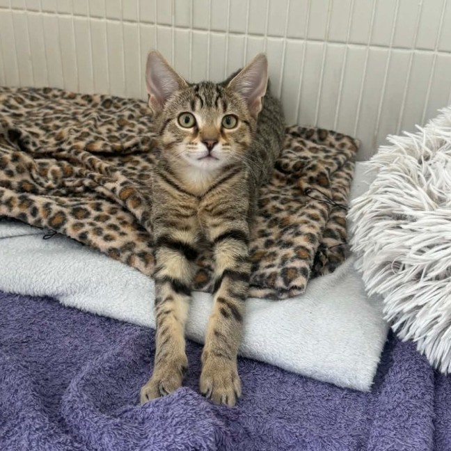 Photo of Bud   In Foster Care In Boronia