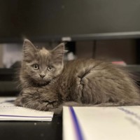 Photo of Berry Blue