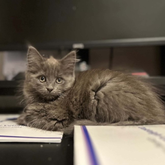 Photo of Berry Blue