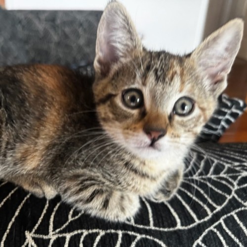 Lucy - Domestic Short Hair (DSH) Cat