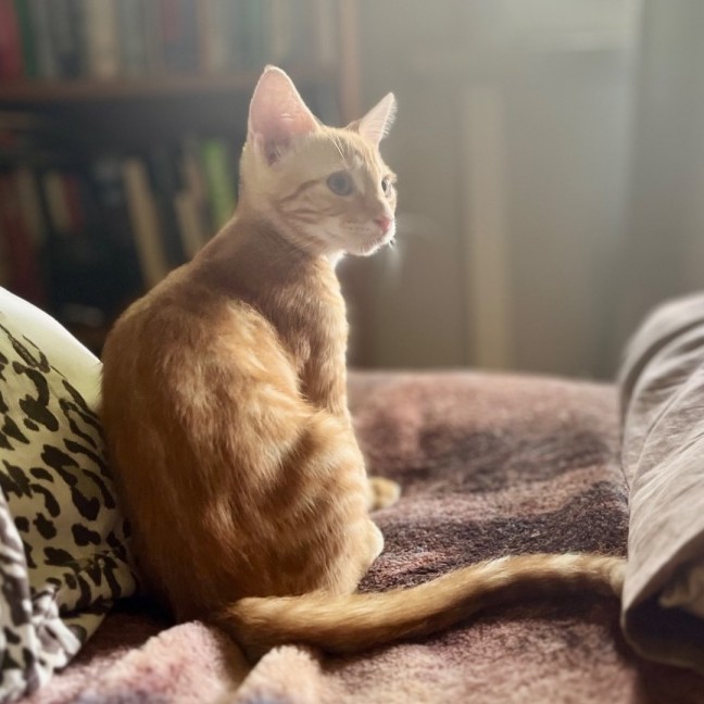 Photo of 💛 Milo 💛