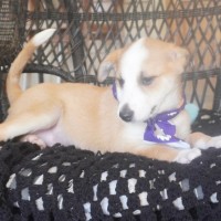 Photo of Dixie