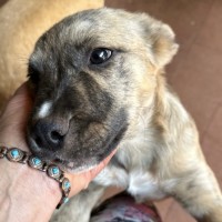Photo of Lola