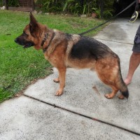 Photo of Bear