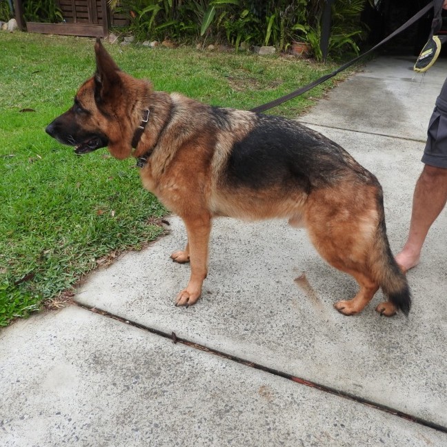 Photo of Bear