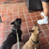 Photo of Java And Riley