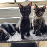 Photo of 🌷 Peppa 🌷