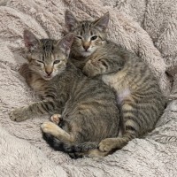 Photo of Noodle Svetlana