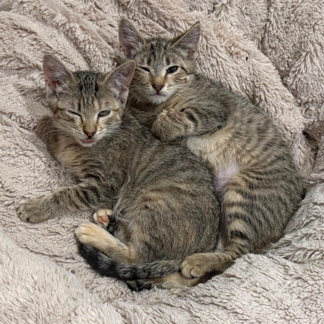 Photo of Noodle Svetlana