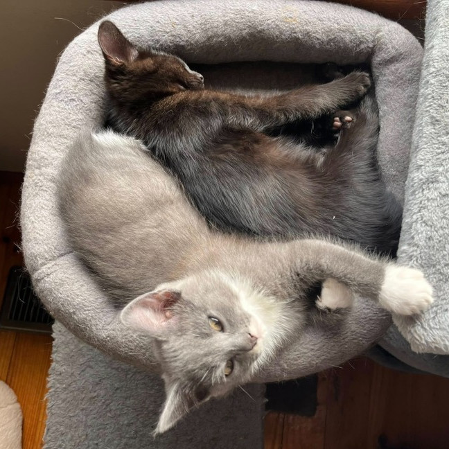 Photo of Tilli ** 2nd Chance Cat Rescue**