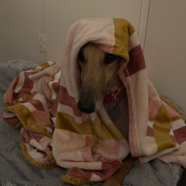 Photo of Teddy
