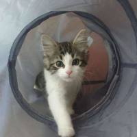 Photo of Maverick