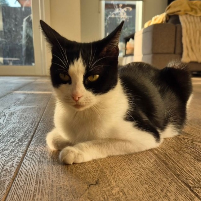 Photo of Flick 