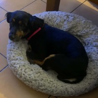 Photo of Pepper