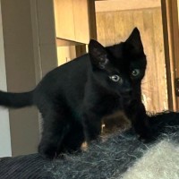 Photo of Hitam & Yana (Can Be Adopted Separately)