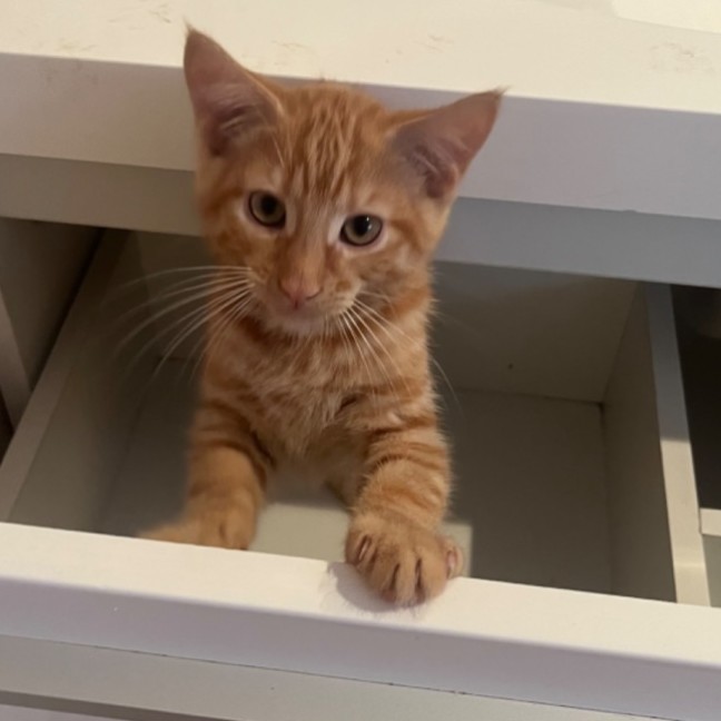 Photo of Pumpkin🎃