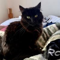 Photo of Sable