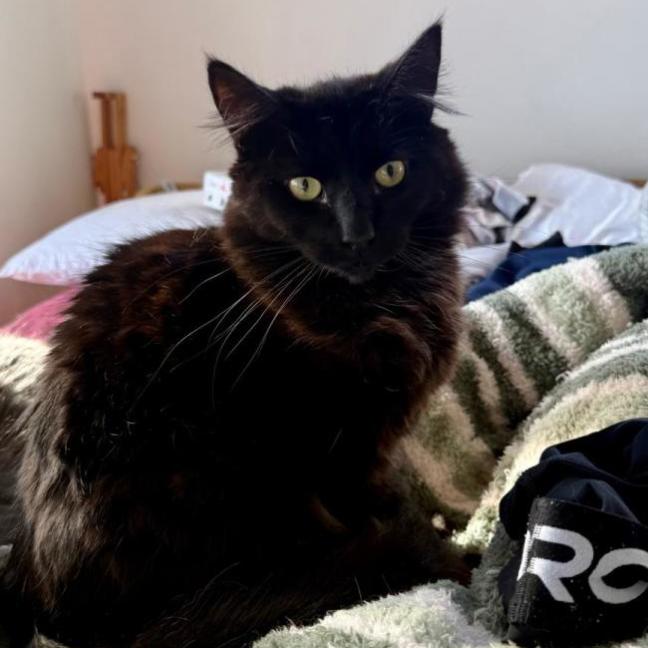 Photo of Sable