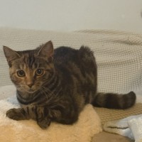 Photo of Ophelia
