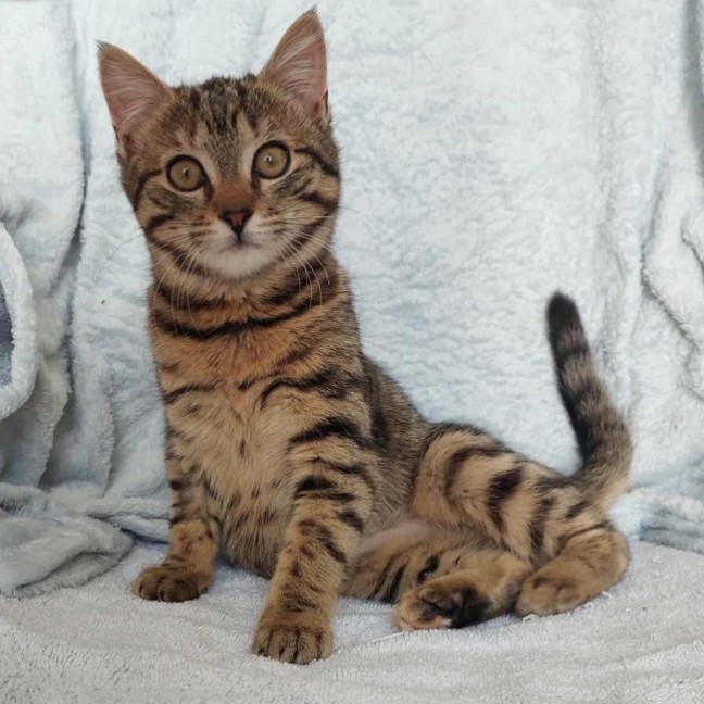 Photo of Willow 🌱