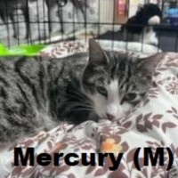 Photo of Mercury