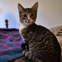 Photo of Antonella ** 2nd Chance Cat Rescue**
