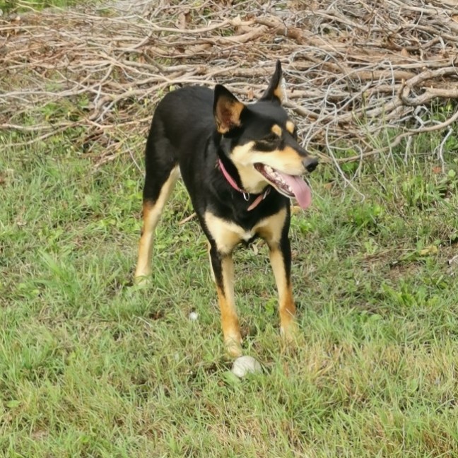 Photo of Cora
