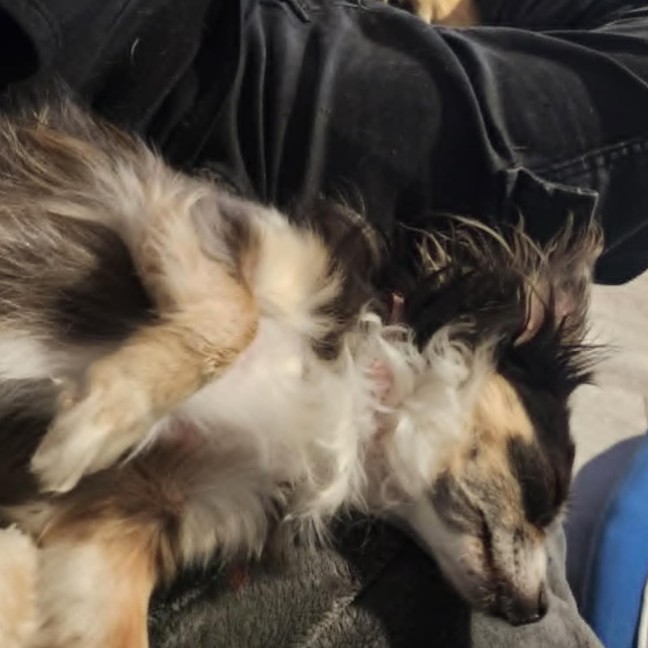 Photo of Lolita