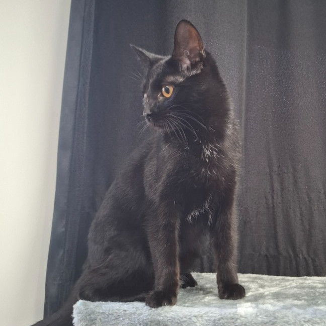 Photo of Luna