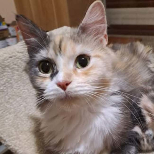 Photo of Sweetie & Mr Lucky