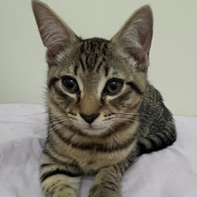 Photo of Lemon Squeezy