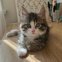Photo of Toto