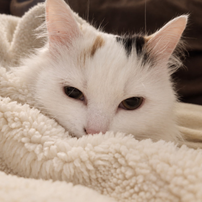 Photo of Bebe
