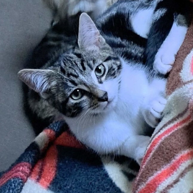 Photo of Socks (Located In Werribee)