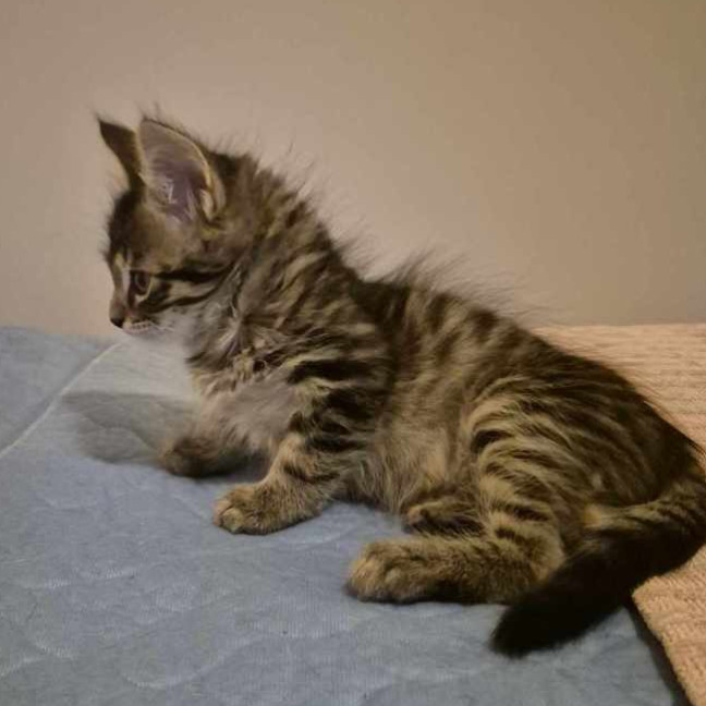 Photo of Snowdon ** 2nd Chance Cat Rescue**