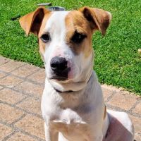 Photo of Harry 🎾🐕 (Assisted Rehome)