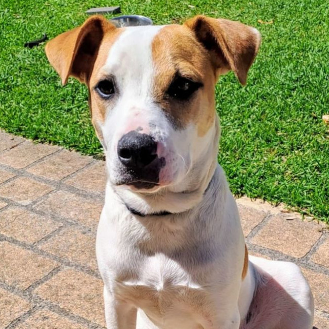 Photo of Harry 🎾🐕 (Assisted Rehome)