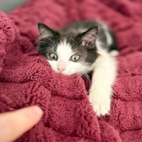 Photo of Luna