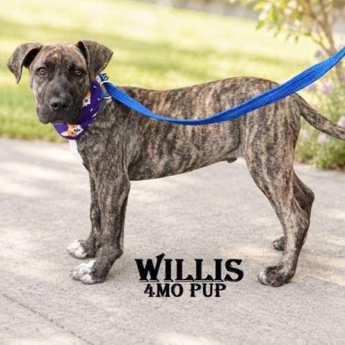 Willis - Mixed breed Dog
