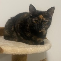 Photo of Beauregard **2nd Chance Cat Rescue**