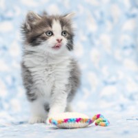 Photo of Millia London ** 2nd Chance Cat Rescue**