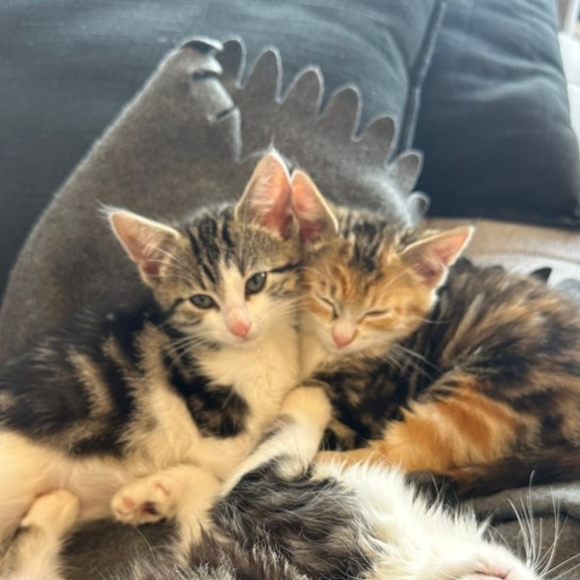 Photo of Cheri & Juni