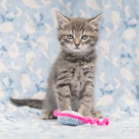 Photo of Savannah Miller ** 2nd Chance Cat Rescue **