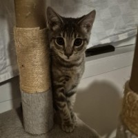 Photo of Miyo **2nd Chance Cat Rescue**