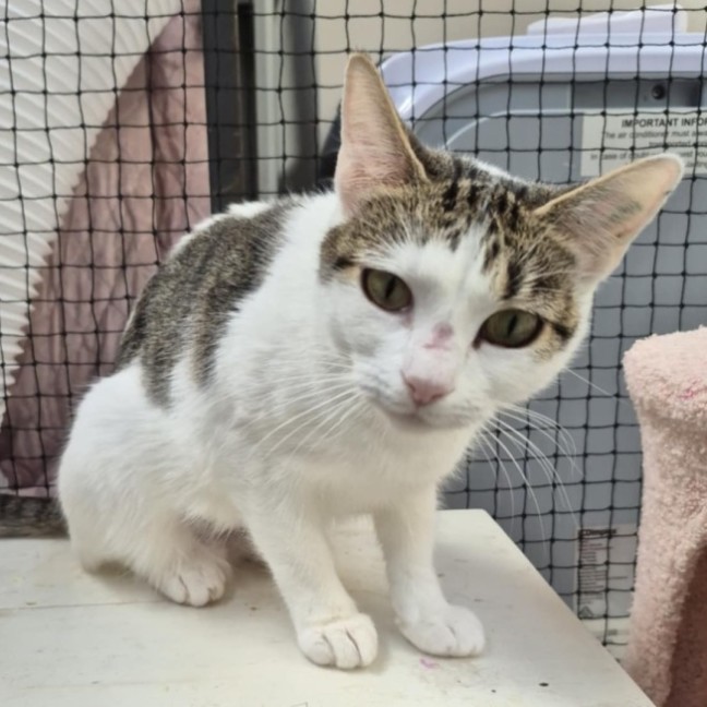 Photo of Rasha **2nd Chance Cat Rescue**