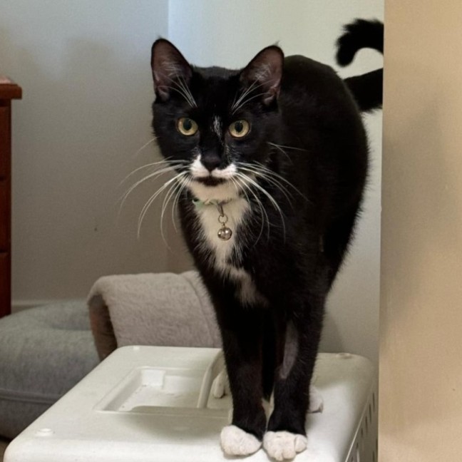 Photo of Missy Moo **2nd Chance Cat Rescue**