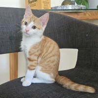 Photo of Ed Sheeran