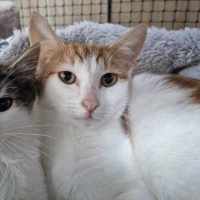 Photo of Mr. Smiley Meow ** 2nd Chance Cat Rescue**