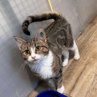 Photo of Emily **2nd Chance Cat Rescue**